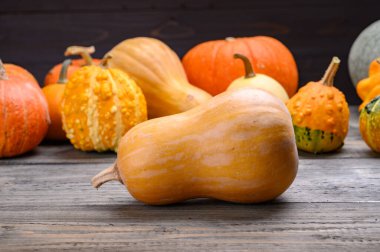 Sonbahar hasadı rengarenk kabaklar ve farklı türde balkabakları. Ahşap arkaplan.