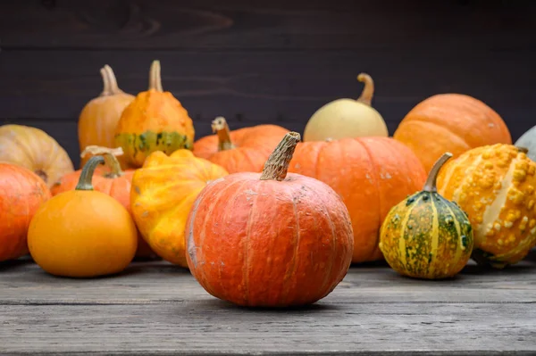 Im Herbst werden bunte Kürbisse und Kürbisse in verschiedenen Sorten geerntet. Holz Hintergrund. — Stockfoto