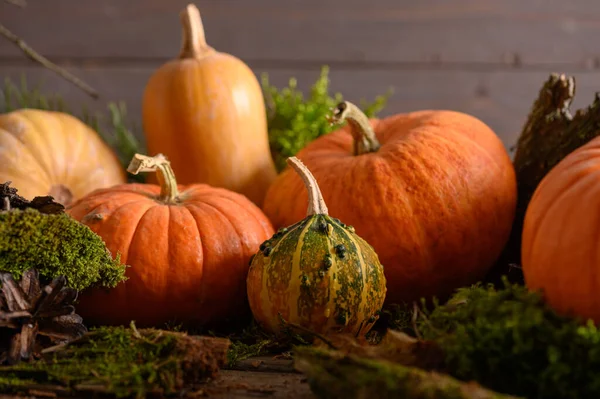 Herfst oogst kleurrijke pompoenen en pompoenen in verschillende variëteiten. Bosdecoratie. — Stockfoto