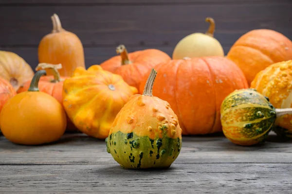 Im Herbst werden bunte Kürbisse und Kürbisse in verschiedenen Sorten geerntet. Holz Hintergrund. — Stockfoto