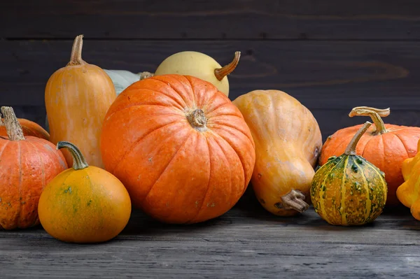 Herfst oogst kleurrijke pompoenen en pompoenen in verschillende variëteiten. Houtachtergrond. — Stockfoto