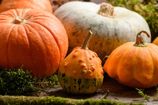 Im Herbst werden bunte Kürbisse und Kürbisse in verschiedenen Sorten geerntet. Walddekoration. — Stockfoto