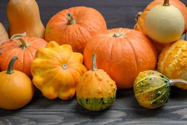 Raccolta autunnale zucche e zucche colorate in diverse varietà. Fondo in legno. — Foto Stock