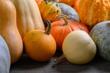 Sonbahar hasadı rengarenk kabaklar ve farklı türde balkabakları..