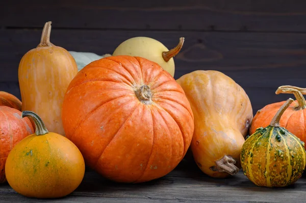 Herfst oogst kleurrijke pompoenen en pompoenen in verschillende variëteiten. Houtachtergrond. — Stockfoto