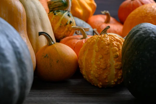 Herfst oogst kleurrijke pompoenen en pompoenen in verschillende variëteiten. — Stockfoto