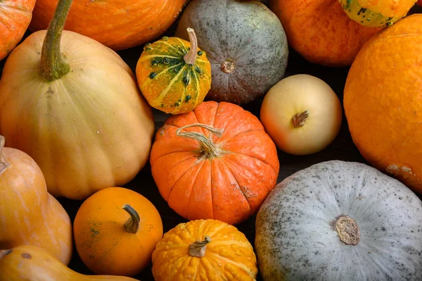 Осенний урожай красочные тыквы и тыквы в различных сортах. — стоковое фото