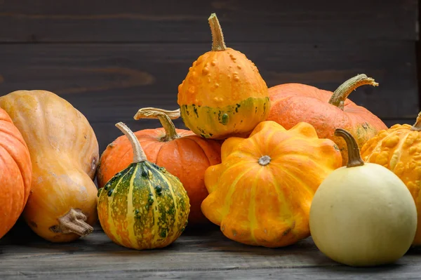 Im Herbst werden bunte Kürbisse und Kürbisse in verschiedenen Sorten geerntet. Holz Hintergrund. — Stockfoto