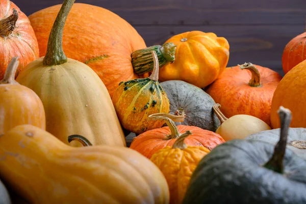 Herfst oogst kleurrijke pompoenen en pompoenen in verschillende variëteiten. — Stockfoto