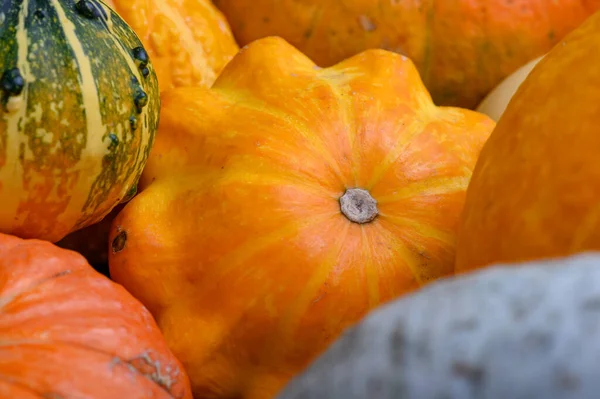 Otoño cosecha coloridas calabazas y calabazas en diferentes variedades. Fondo de madera. —  Fotos de Stock