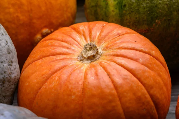 Herfst oogst kleurrijke pompoenen en pompoenen in verschillende variëteiten. Houtachtergrond. — Stockfoto