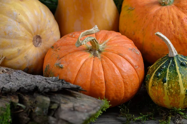 Im Herbst werden bunte Kürbisse und Kürbisse in verschiedenen Sorten geerntet. Walddekoration. — Stockfoto