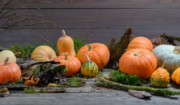 Otoño cosecha coloridas calabazas y calabazas en diferentes variedades. Decoración forestal. — Foto de Stock