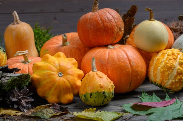 Podzimní sklizeň pestrobarevných dýní a tykví v různých variantách. Lesní dekorace. — Stock fotografie