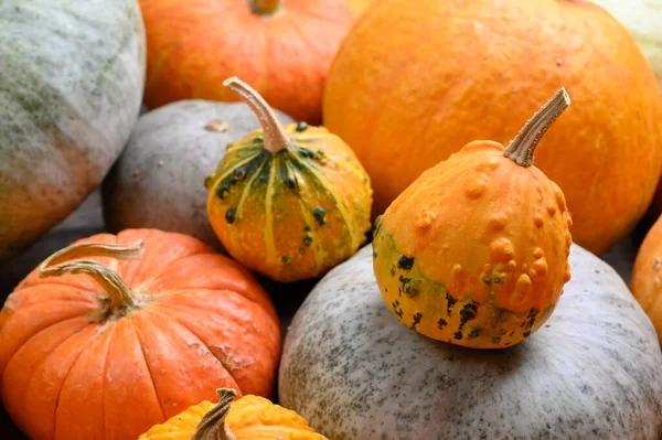 Herfst oogst kleurrijke pompoenen en pompoenen in verschillende variëteiten. — Stockfoto