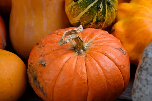 Herfst oogst kleurrijke pompoenen en pompoenen in verschillende variëteiten. Houtachtergrond. — Stockfoto