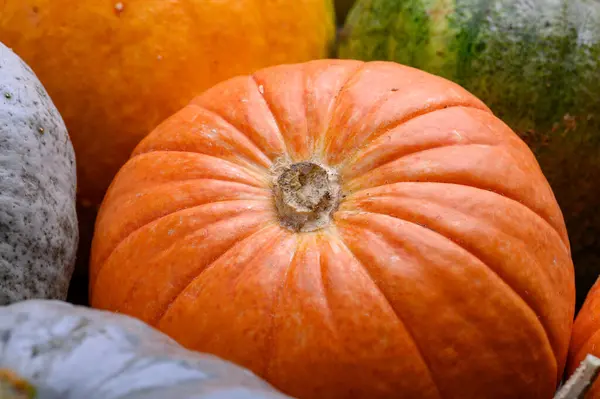 Herfst oogst kleurrijke pompoenen en pompoenen in verschillende variëteiten. Houtachtergrond. — Stockfoto