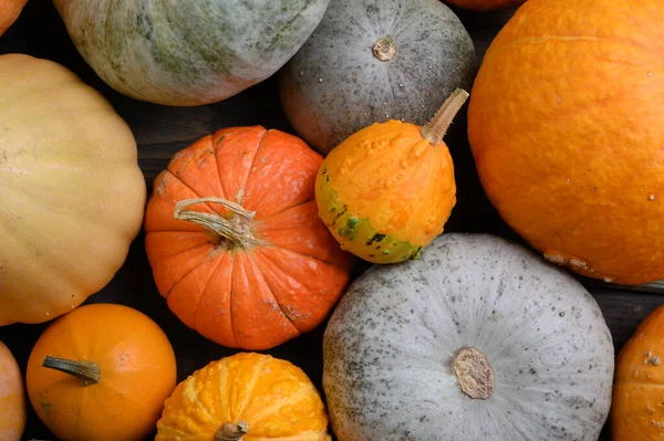 Otoño cosecha coloridas calabazas y calabazas en diferentes variedades. — Foto de Stock