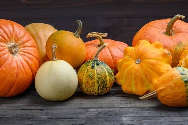 Herfst oogst kleurrijke pompoenen en pompoenen in verschillende variëteiten. Houtachtergrond. — Stockfoto