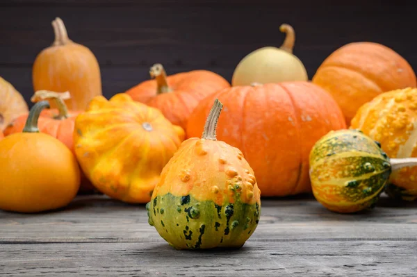 Im Herbst werden bunte Kürbisse und Kürbisse in verschiedenen Sorten geerntet. Holz Hintergrund. — Stockfoto