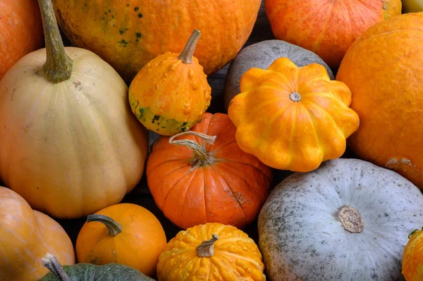 Otoño cosecha coloridas calabazas y calabazas en diferentes variedades. — Foto de Stock