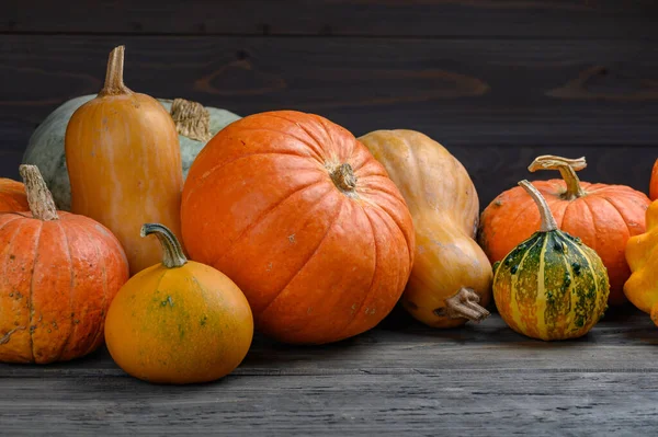 Im Herbst werden bunte Kürbisse und Kürbisse in verschiedenen Sorten geerntet. Holz Hintergrund. — Stockfoto