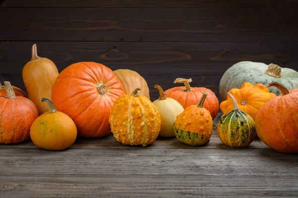 Herfst oogst kleurrijke pompoenen en pompoenen in verschillende variëteiten. Houtachtergrond. — Stockfoto