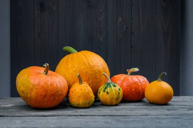 Koyu ahşap arka planda balkabakları. Sonbahar Cadılar Bayramı 'nda Şükran Günü konsepti ve mesaj için yer açılır. Balkabağı bileşimi