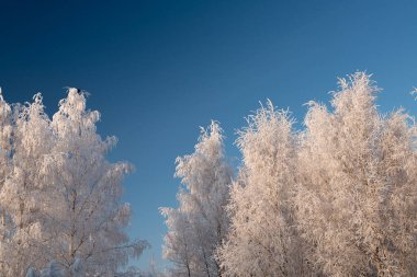 Kış manzarası, karlı ağaçlar ve mavi gökyüzü