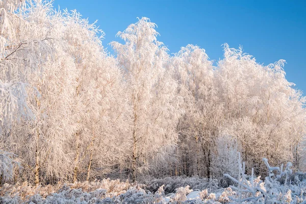 Zimní krajina se zasněženými stromy a modrou oblohou — Stock fotografie