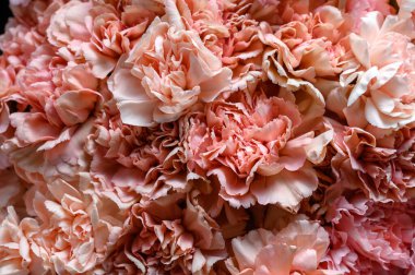 Pembe karanfil çiçekleri. Üst Manzara. Karanfil çiçek dokusunu kapat.