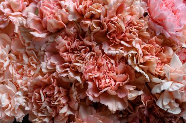 Pembe karanfil çiçekleri. Üst Manzara. Karanfil çiçek dokusunu kapat