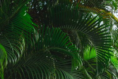 Tropik yeşil palmiye bitkisi arka planı