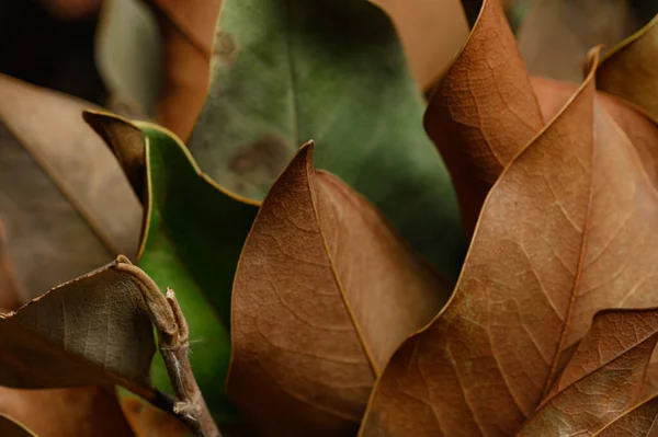 Background of dried green and orange leaves