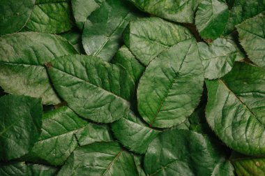 Rose arka planda kalır. Yeşil renk düz yatıyordu.