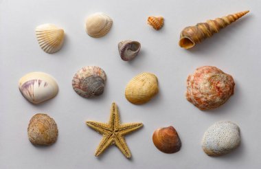 Çeşitli şekillerde ve tiplerde deniz kabukları. Arkaplan.