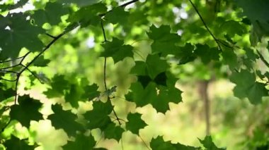 Yeşil akçaağaç yaprakları rüzgarda sallanıyor