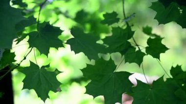 Yeşil akçaağaç yaprakları rüzgarda sallanıyor