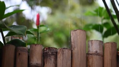 Tropiklerde yağmur mevsimi. Arka planda bambu çitlerin üzerine yağmur yağar.