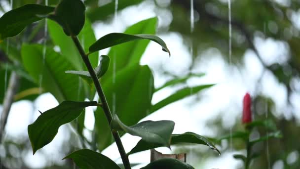Pora deszczowa w tropikach. Deszcz na tle bambusowego ogrodzenia. — Wideo stockowe