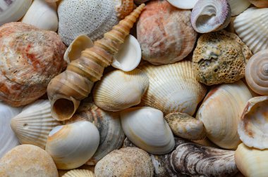 Çeşitli şekillerde ve tiplerde deniz kabukları. Arkaplan