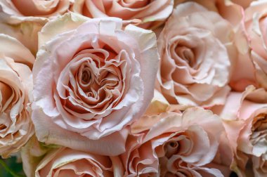 Pastel pembe gül deseni, üst manzara, kapat