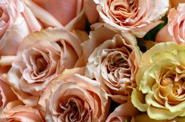 Pastel pembe gül deseni, üst manzara, kapat