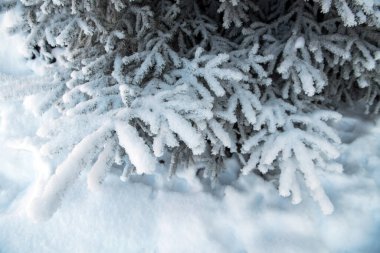 Karlı ağaçlar ve bitkilerle kış manzarası