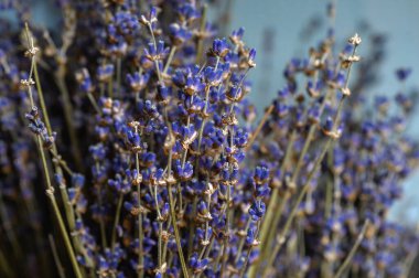 Ahşap merdivenlerde asılı kurumuş lavanta demetleri..