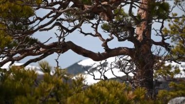 Dağ manzarası. Lago-Naki platosundaki Demir Kaya 'dan görüntüler. Adigea, Rusya