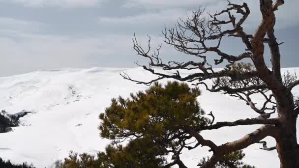 Paisaje de montaña. Imágenes de la roca de hierro en la meseta de Lago-Naki. Adygea, Rusia — Vídeo de stock