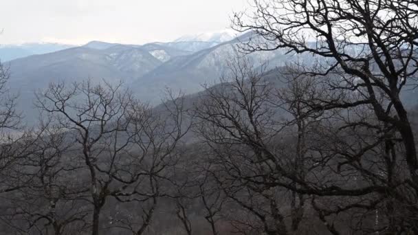 Ορεινό τοπίο. Oak grove στο φόντο του βουνού — Αρχείο Βίντεο