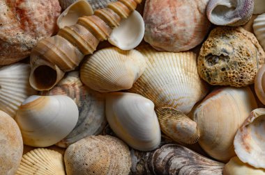 Çeşitli şekillerde ve tiplerde deniz kabukları. Arkaplan
