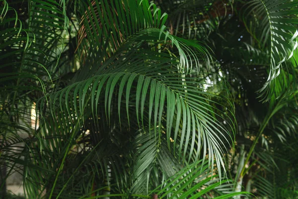 Palmeras con grandes hojas verdes, selva tropical —  Fotos de Stock
